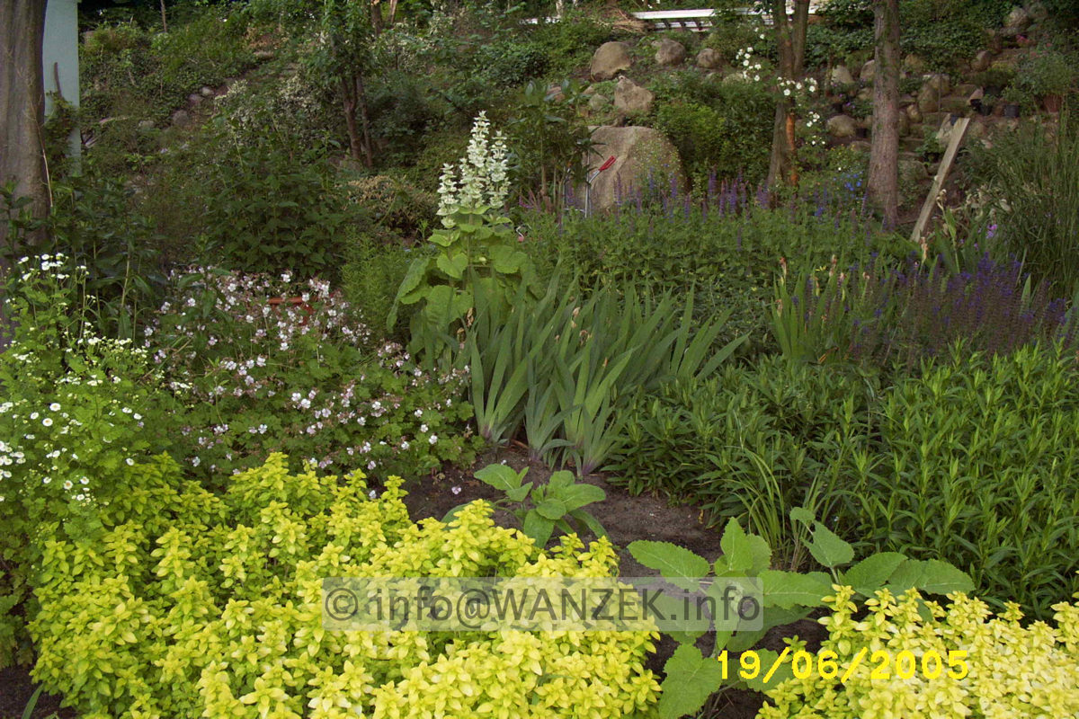 Origanum vulgare Aureum 02.JPG